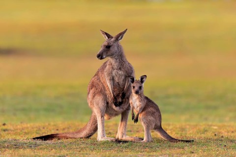 Eastern giant grey kangaroo