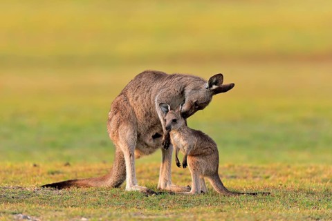 Eastern giant grey kangaroo