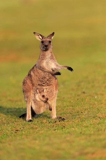 Eastern giant grey kangaroo