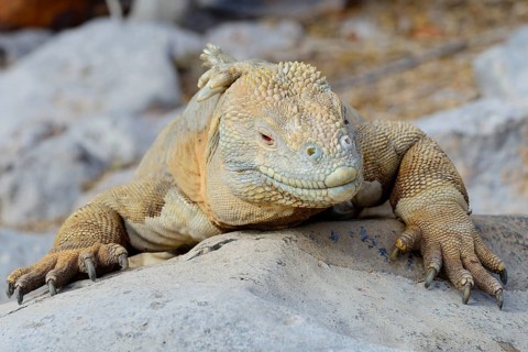 Drusenkopf or Galapagos Land Iguana