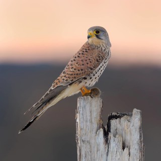 Common Common Kestrel
