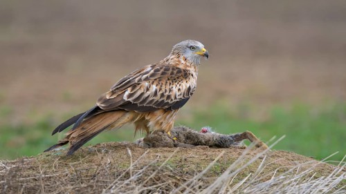 Red kite
