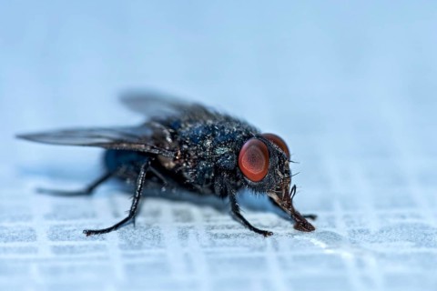 Blow fly