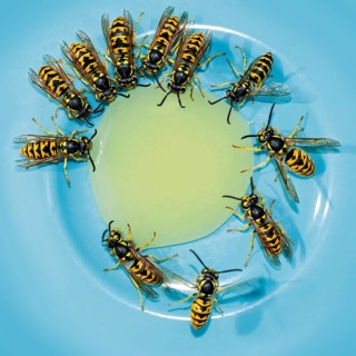 German wasps