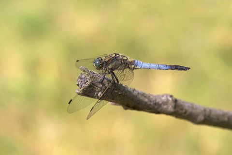 Black-tailed Skimmer
