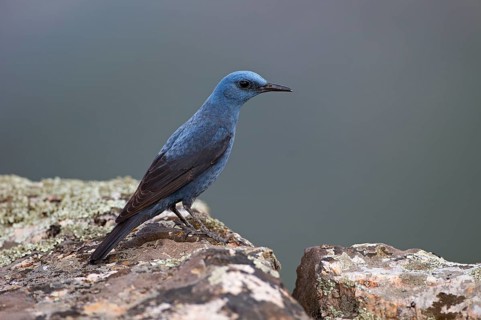 Blue Rock Thrush