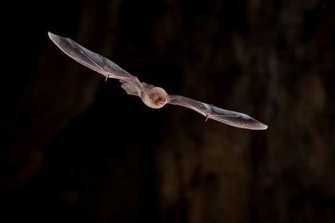 Common bent-wing bat