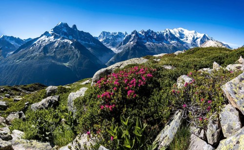 Alpine roses on a mountain slope