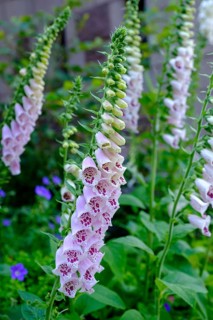 Foxglove