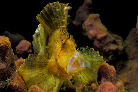 Leaf scorpionfish