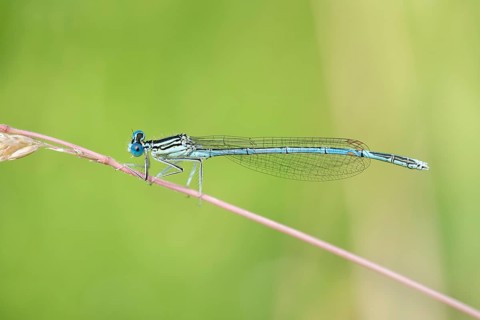 White-legged damselfly