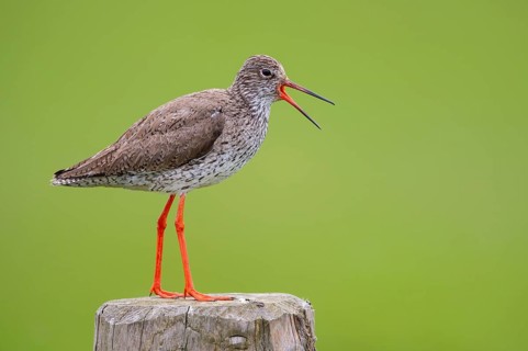 Calling redshank
