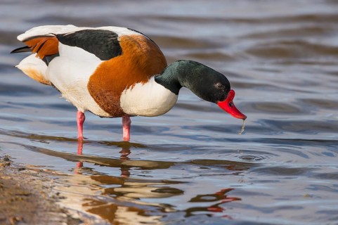 Common shelduck