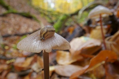 Forest road snail