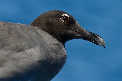 Lava Gull