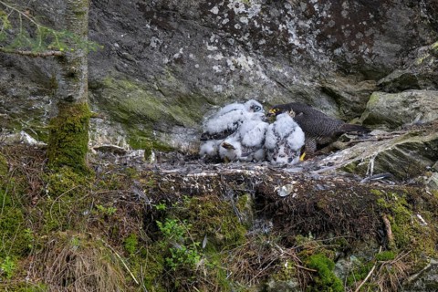 Peregrine falcon Falcon