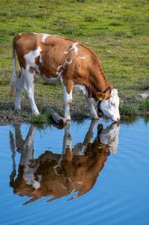Cow on the alpine pasture