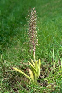Orchid buck's-bill