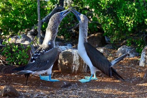 Mating Blue-footed Boobies