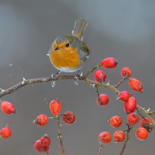 European robin