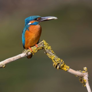Common kingfisher