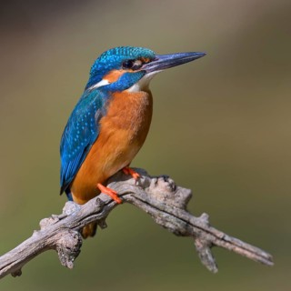 Common kingfisher