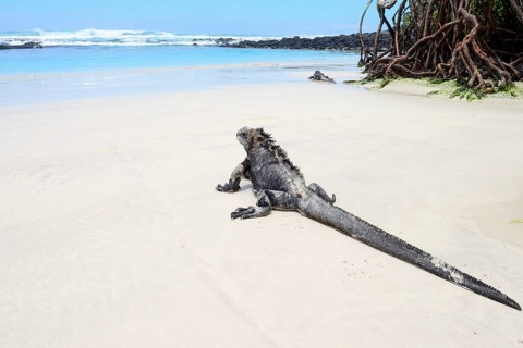 Marine iguana