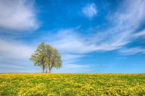 A lone pair of trees in the flowering dandelion meadow
