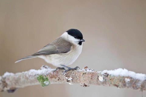 Willow tit