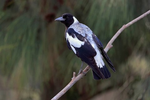 Australian magpie