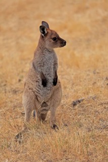 Kangaroo Island kangaroo