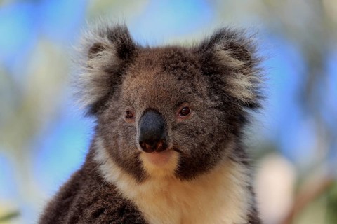 Koala