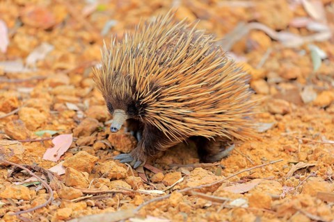 Short-beaked echidna