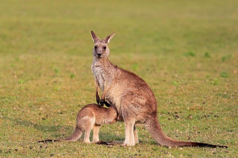 Eastern grey kangaroo