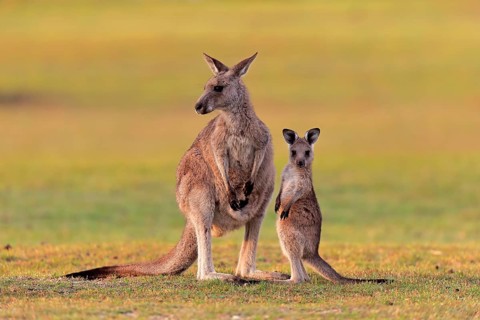 Eastern giant grey kangaroo