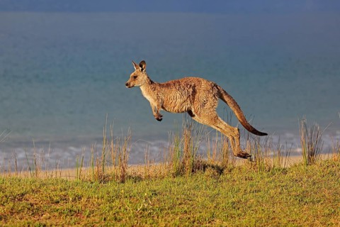 Eastern grey kangaroo