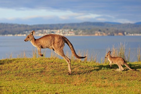 Eastern giant grey kangaroo