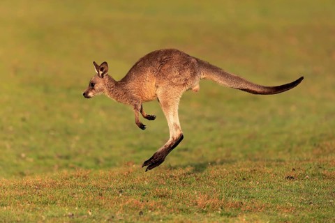 Eastern giant grey kangaroo