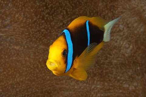 Orange-fin clownfish