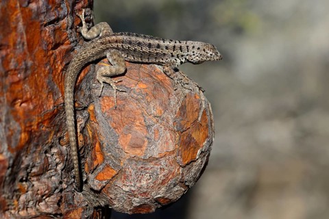 Lava lizard