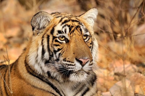 Bengal Tiger