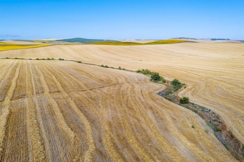 Abstract patterns in cornfield after wheat harvest and dry stream