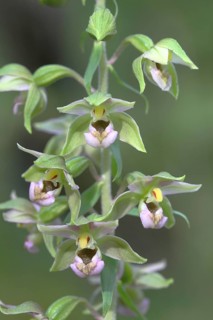 Broad-leaved marshwort