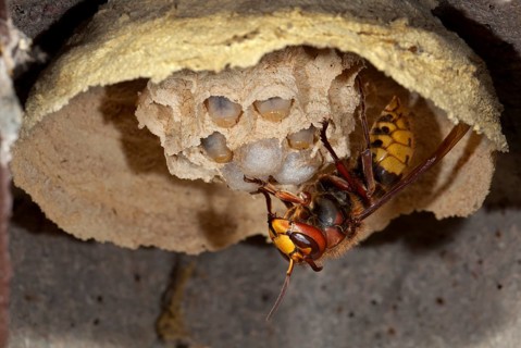 European hornet