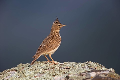 Thekla Lark