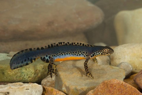 Alpine newt