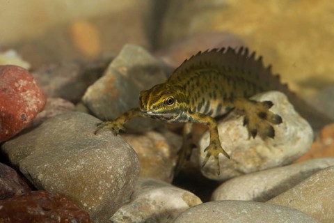 Common newt
