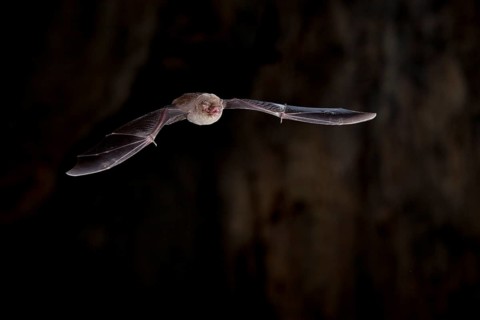 Common bent-wing bat