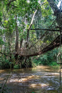 Hand made vine bridge in the Unesco world heritage sight Dzanga-Sangha Park Central African Republic