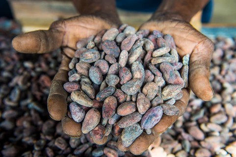 Woman holding cocoa beans in ther hands